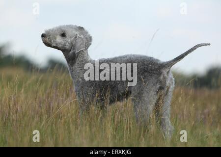 Bedlington Terrier stehend Stockfoto