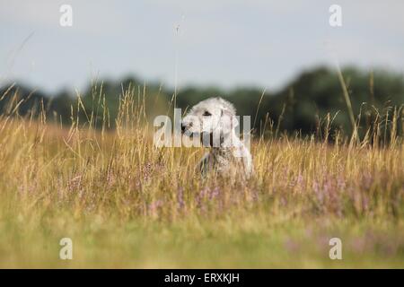 Bedlington Terrier Portrait Stockfoto