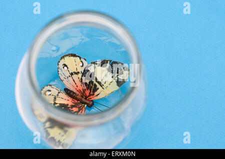 gefälschte Schmetterling im Glas Stockfoto