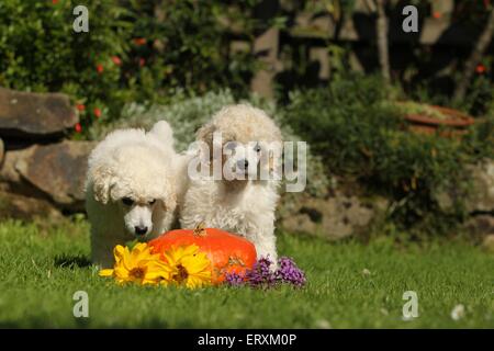 Pudel Welpen Stockfoto