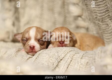 Chihuahua Welpen Stockfoto