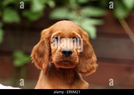 Irish Red Setter Welpen Stockfoto