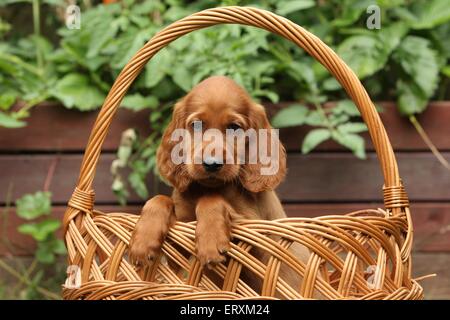 Irish Red Setter Welpen Stockfoto