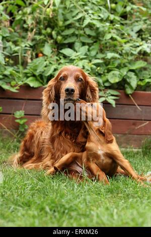 Irish Red Setter Stockfoto