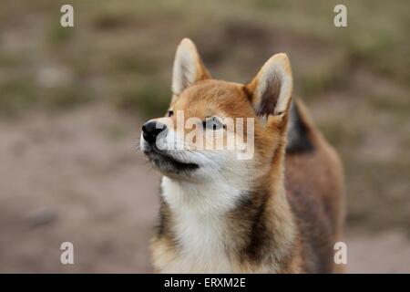 junge Shiba Inu Stockfoto