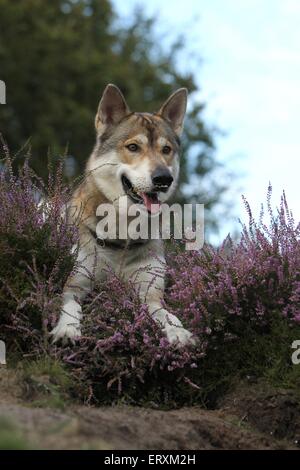 liegenden Tamaskan Stockfoto