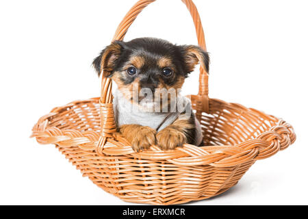 Kleine Yorkshire-Terrier Welpen sitzen in einem Korb, isoliert auf einem weißen Stockfoto