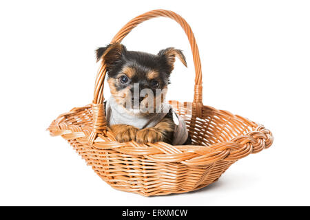 Kleine Yorkshire-Terrier Welpen sitzen in einem Korb, isoliert auf einem weißen Stockfoto