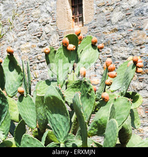 Feigenkaktus, Opuntia-Arten, mit Blumen und Früchten. Die Frucht, bekannt als Thunfisch und Pads sind für Lebensmittel verwendet. Stockfoto