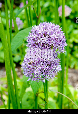 Riesige Zwiebel (Allium Giganteum) blühen in einem Garten auf grünem Hintergrund Stockfoto