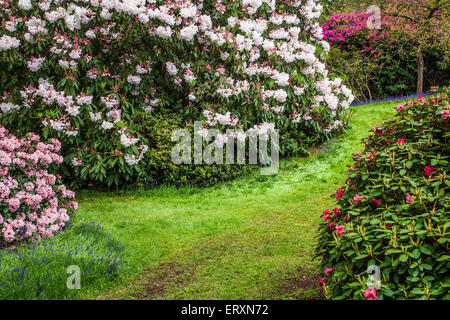 Rhododendren und Glockenblumen in den Wäldern des Weingutes Bowood in Wiltshire. Stockfoto