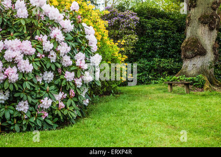 Rhododendren in den Wäldern des Weingutes Bowood in Wiltshire. Stockfoto