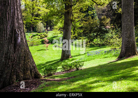 Die Jubiläums-Garten in den Wäldern des Weingutes Bowood in Wiltshire. Stockfoto