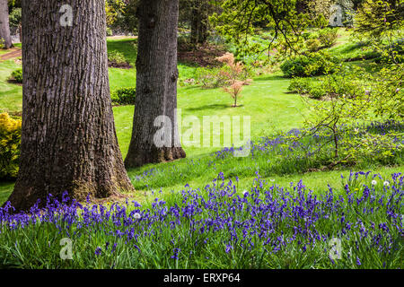 Glockenblumen in den Jubiläums-Garten in den Wäldern des Weingutes Bowood in Wiltshire. Stockfoto