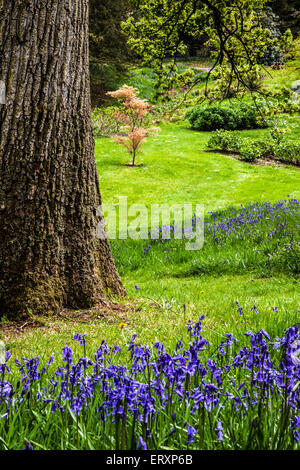 Glockenblumen in den Jubiläums-Garten in den Wäldern des Weingutes Bowood in Wiltshire. Stockfoto