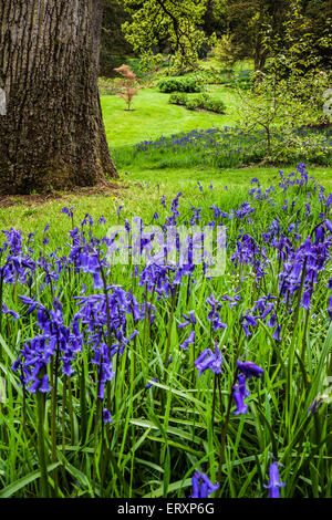 Glockenblumen in den Jubiläums-Garten in den Wäldern des Weingutes Bowood in Wiltshire. Stockfoto