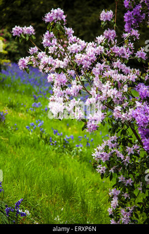 Rhododendren und Glockenblumen in den Jubiläums-Garten in den Wäldern des Weingutes Bowood in Wiltshire. Stockfoto