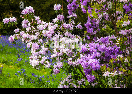 Rhododendren und Glockenblumen in den Jubiläums-Garten in den Wäldern des Weingutes Bowood in Wiltshire. Stockfoto