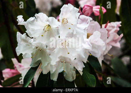 Weiße Rhododendron Blumen in voller Blüte. Stockfoto