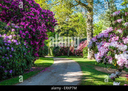 Rhododendren auf dem Bowood Anwesen in Wiltshire. Stockfoto