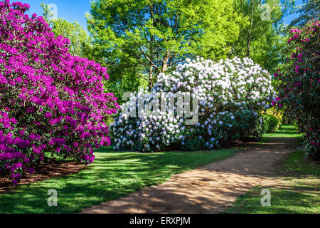 Rhododendren auf dem Bowood Anwesen in Wiltshire. Stockfoto