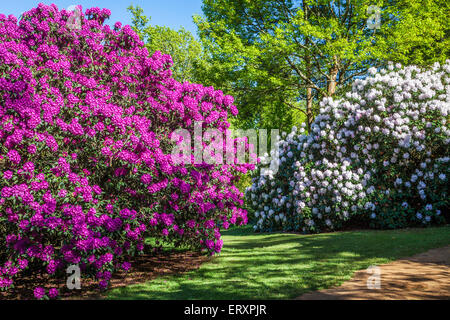 Rhododendren auf dem Bowood Anwesen in Wiltshire. Stockfoto