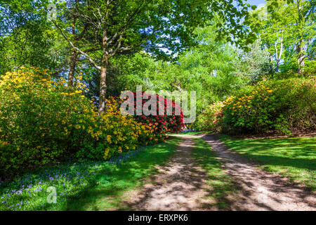 Rhododendren auf dem Bowood Anwesen in Wiltshire. Stockfoto