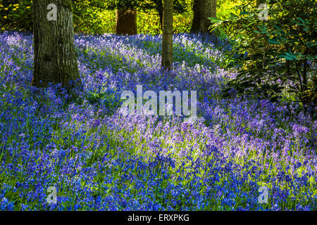 Glockenblumen in den Wäldern des Weingutes Bowood in Wiltshire. Stockfoto