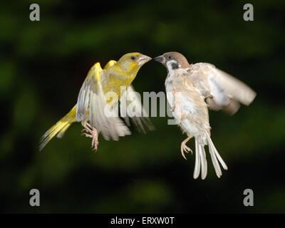 Sperlingsvögel Schlacht. Baum-Spatz (Passer Montanus) und Grünfink (Zuchtjahr Chloris) in der Nähe treffen im Flug Stockfoto