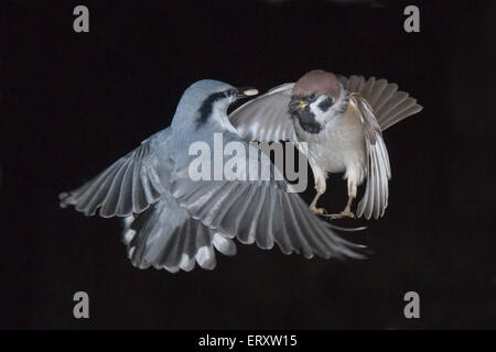 Sperlingsvögel Schlacht. Eurasische Kleiber (Sitta Europaea) und eurasischen Baum-Spatz (Passer Montanus) treffen Stockfoto