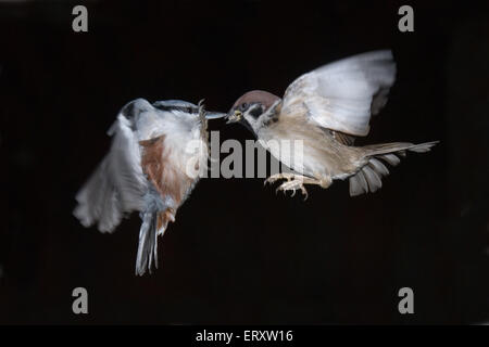 Sperlingsvögel Schlacht. Eurasische Kleiber (Sitta Europaea) und eurasischen Baum-Spatz (Passer Montanus) treffen im Flug Stockfoto