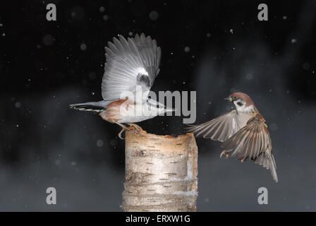 Sperlingsvögel Schlacht. Eurasische Kleiber (Sitta Europaea) und eurasischen Baum-Spatz (Passer Montanus) auf die Zuführung Stockfoto