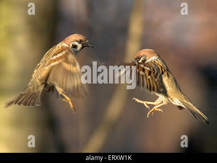 Sperlingsvögel Schlacht. Cou [le der eurasischen Baum Spatzen Stockfoto