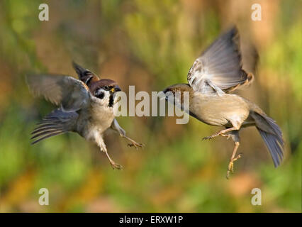 Sperlingsvögel Schlacht. Eurasische Tree Sparrow und Haussperling. Stockfoto