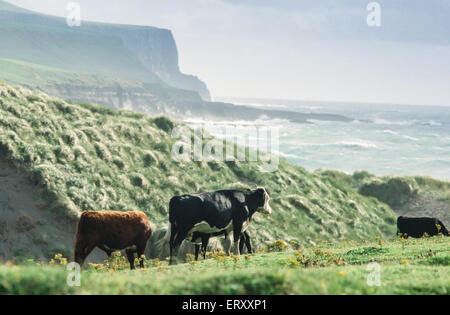 Drei Kühe essen auf dem Rasen, Irland Stockfoto