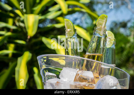 Bierflaschen mit Kalk im Eiskübel in tropischer Umgebung Stockfoto