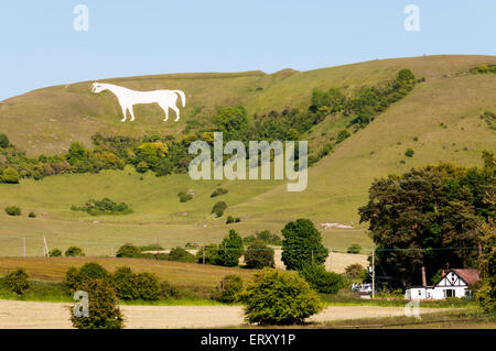 Westbury White Horse Kreidefigur auf der Böschung der Salisbury Plain in Wiltshire. Stockfoto