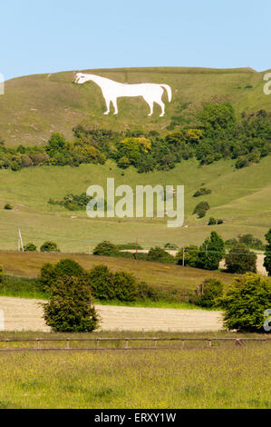 Westbury White Horse Kreidefigur auf der Böschung der Salisbury Plain in Wiltshire. Stockfoto