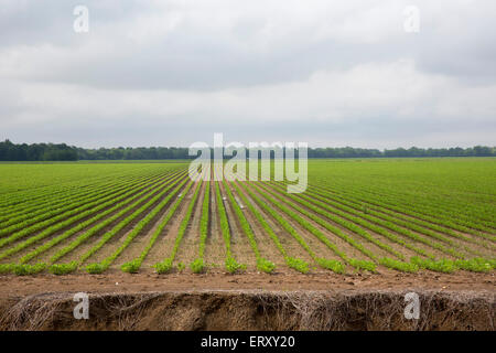 Clarksdale, Mississippi - flache Ackerland im Mississippi-Delta. Stockfoto