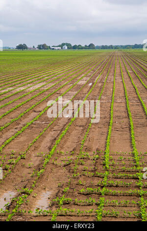 Clarksdale, Mississippi - flache Ackerland im Mississippi-Delta. Stockfoto