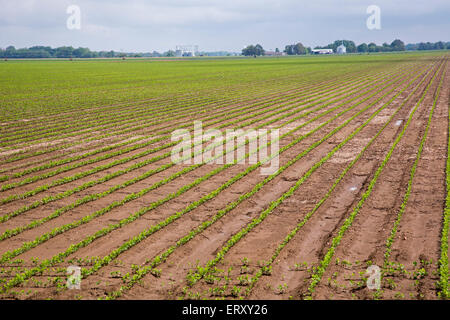 Clarksdale, Mississippi - flache Ackerland im Mississippi-Delta. Stockfoto