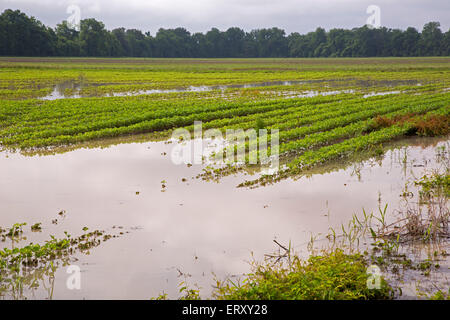 Clarksdale, Mississippi - flache Ackerland im Mississippi-Delta nach starkem Regen. Stockfoto