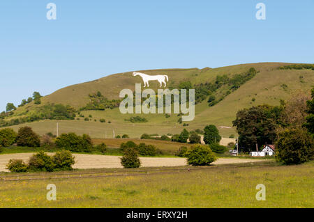 Westbury White Horse Kreidefigur auf der Böschung der Salisbury Plain in Wiltshire. Stockfoto