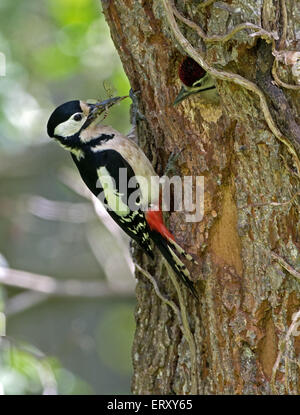 Weibliche Great Spotted Woodpecker-Dendrocopos wichtigsten Feeds Küken im Nest Loch. UK Stockfoto