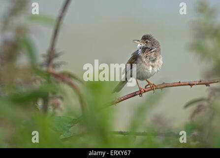 Männliche Whitethroat Sylvia Communis im Lied. UK Stockfoto