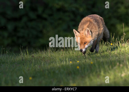 Sandwell Valley Country Park, England, UK, Füchse in Sandwell Valley Country Park, Kredit: Christine Holz Stockfoto