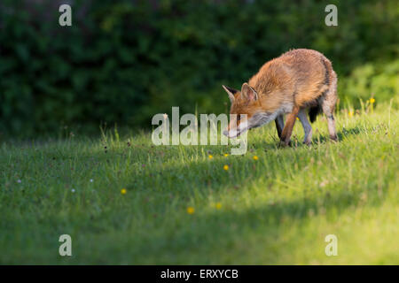 Sandwell Valley Country Park, England, UK, Füchse in Sandwell Valley Country Park, Kredit: Christine Holz Stockfoto