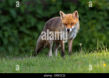 Sandwell Valley Country Park, England, UK, Füchse in Sandwell Valley Country Park, Kredit: Christine Holz Stockfoto