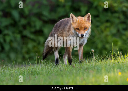 Sandwell Valley Country Park, England, UK, Füchse in Sandwell Valley Country Park, Kredit: Christine Holz Stockfoto