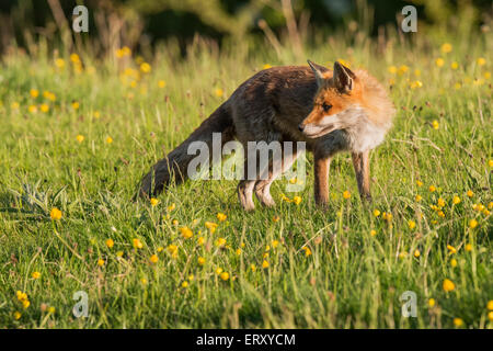 Sandwell Valley Country Park, England, UK, Füchse in Sandwell Valley Country Park, Kredit: Christine Holz Stockfoto